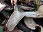 Szenes galambgomba (Russula nigricans), Somogy